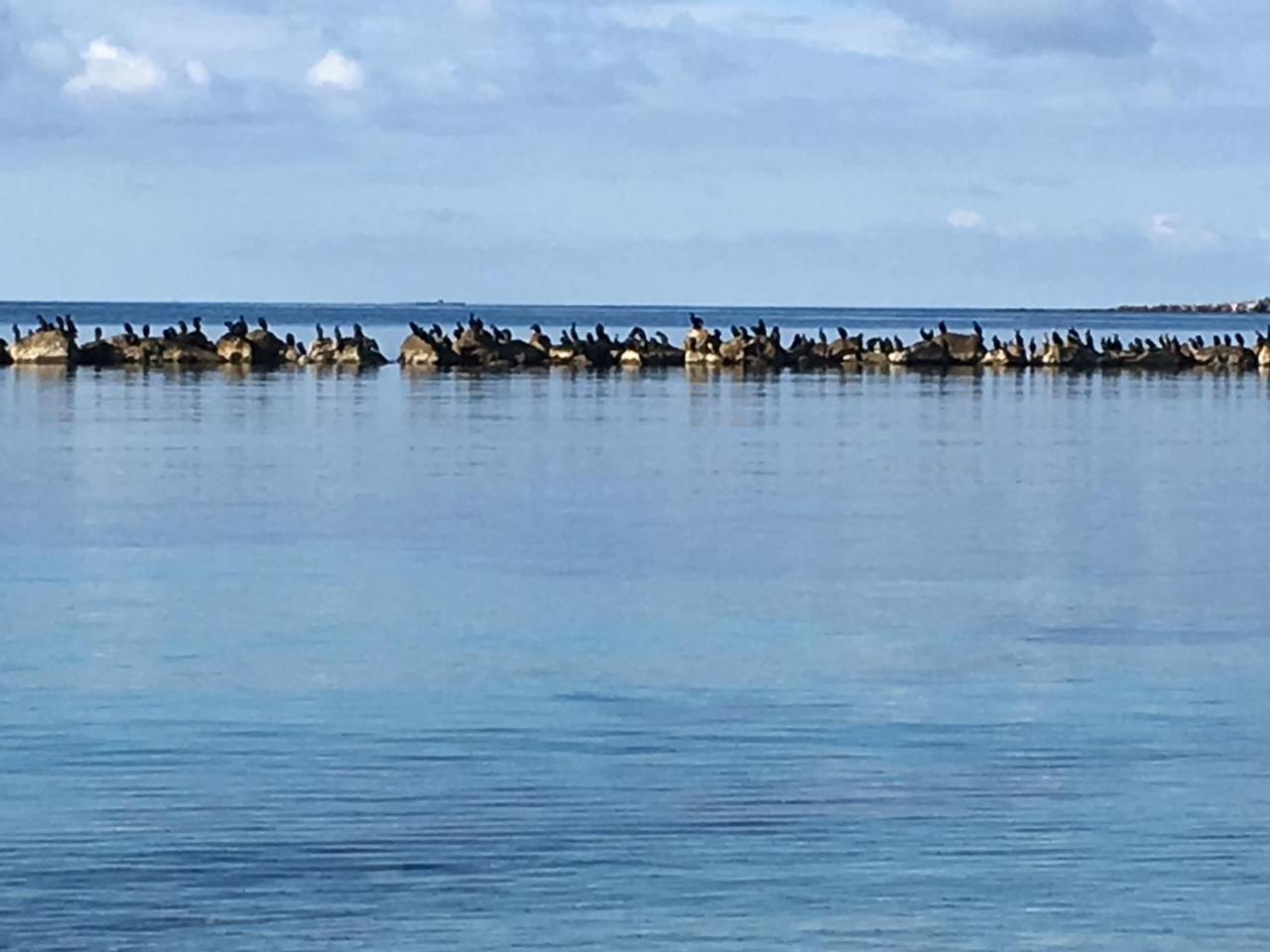 Il Mare Di Alida Apartment Alghero Bagian luar foto